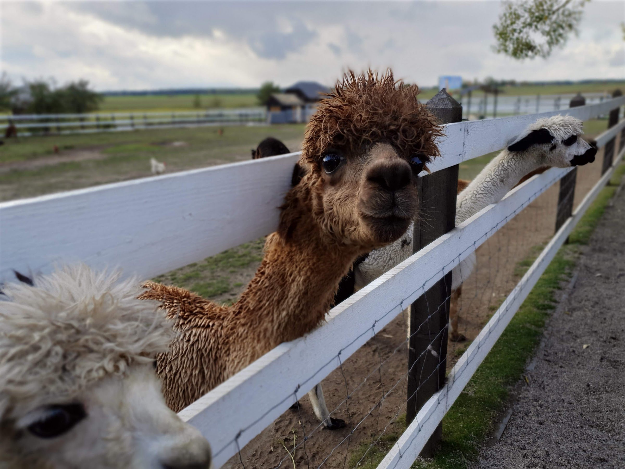 Dargaičių mažasis zoologijos sodas „Alpakų auginimas“